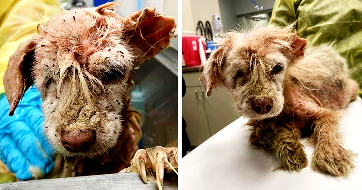 After Living on the Streets for Years, a Dog with Only Half an ear and Fleas finds Faith again.