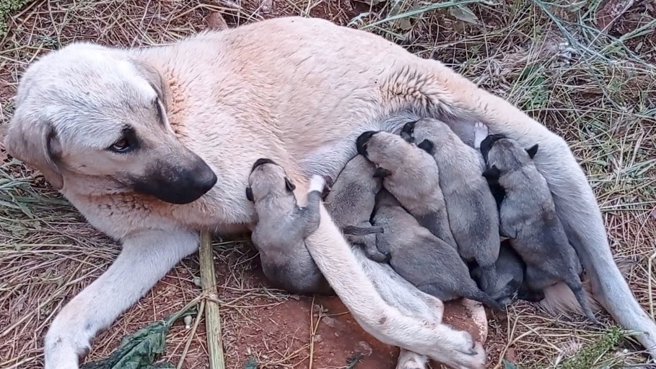 she does everything to protect and take care of its cubs in the middle of the wild hills