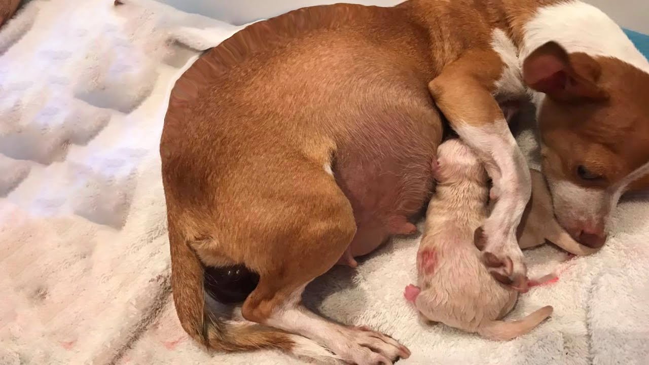 60 days heartbreaking journey from a stray pregnant dog, giving birth to 7 puppies…final adopted!