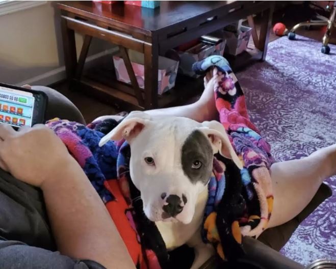 Shelter dog meets new family and hugs him right away - Puppies Love