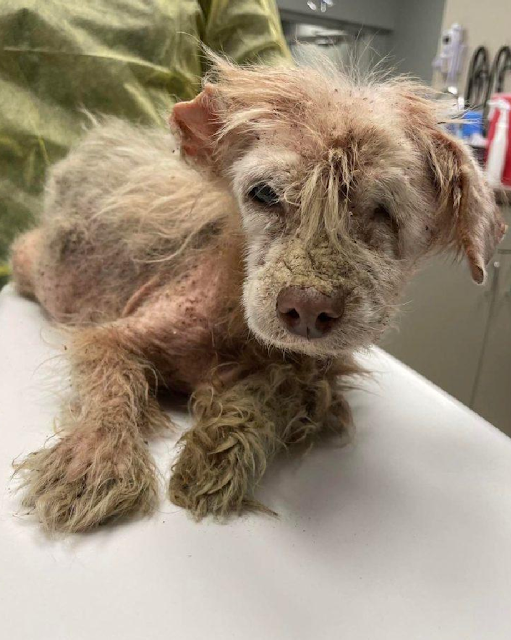 After Living on the Streets for Years, a Dog with Only Half an ear and Fleas finds Faith again.