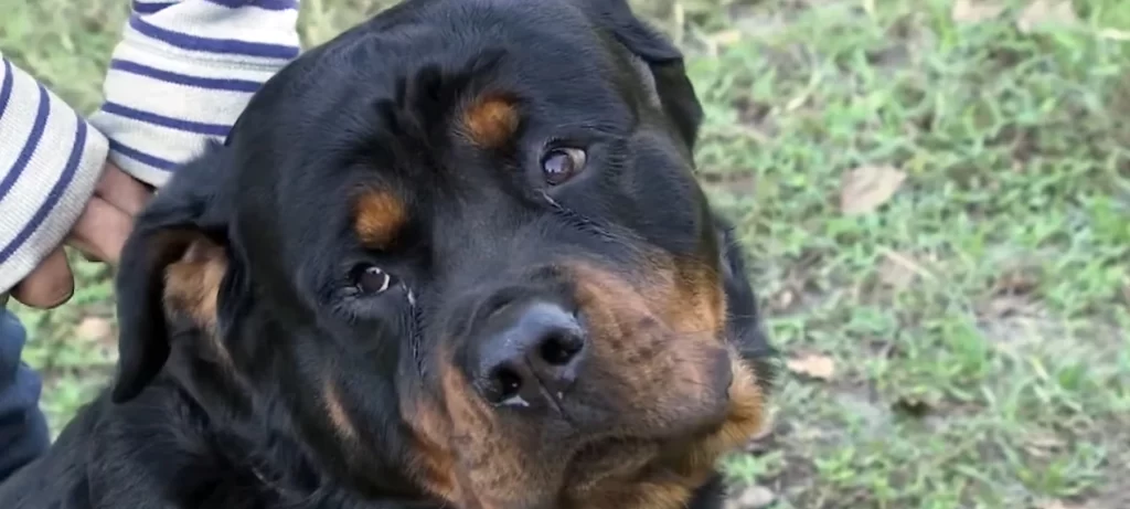 Heroic Rottweilers Save Family Horses from Nighttime аttасk by іпtгᴜdeгѕ