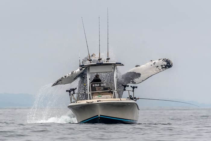 Trembling sea animals leap into the air to attack fishing boats, creating a unique occurrence.