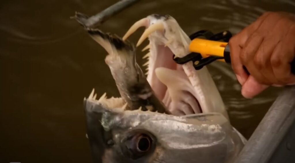 The Fish With 555 Teeth Is The Most Dangerous