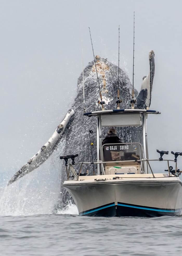 Trembling sea animals leap into the air to attack fishing boats, creating a unique occurrence.