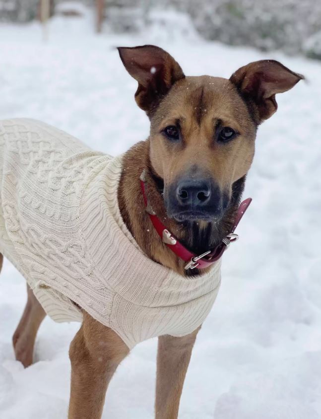 Shelter Dog Who Refused To Look At Anyone Makes The Most Amazing Transformation - Puppies Love