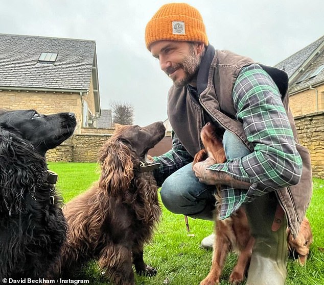 Manchester United legend, David Beckham wraps dog Olive in £4,600 Louis Vuitton blanket as he cuddles her on the sofa