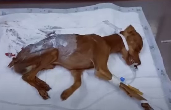 Heartbreaking Story Of A Sad 8 Month Old Puppy Crying His Eyes Out