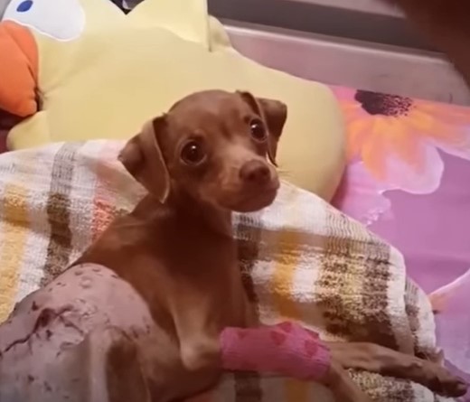 Heartbreaking Story Of A Sad 8 Month Old Puppy Crying His Eyes Out