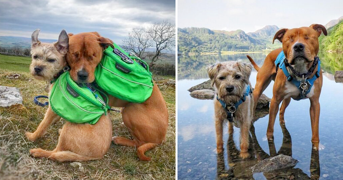 Blind Staffie Finds A Guide In His Forever Friend – Animal Blog