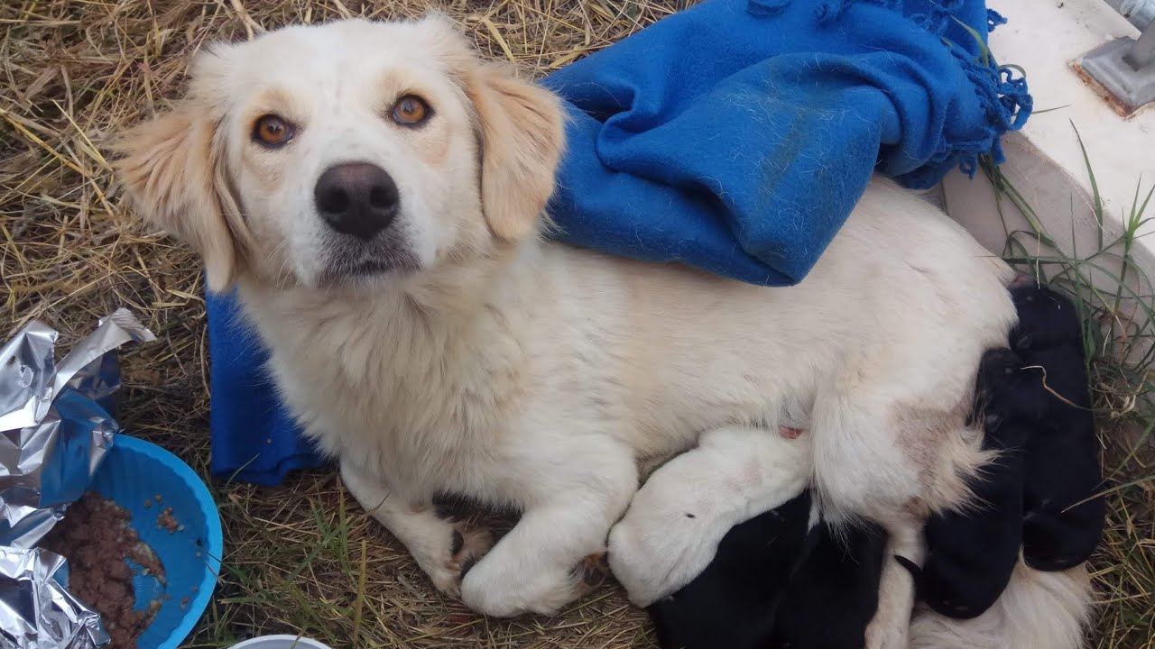 Stray mother dog with her newborn puppies found helpless out in a field.