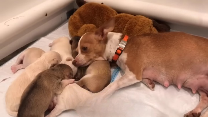 60 days heartbreaking journey from a stray pregnant dog, giving birth to 7 puppies…final adopted!