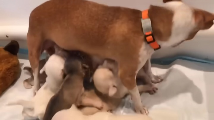 60 days heartbreaking journey from a stray pregnant dog, giving birth to 7 puppies…final adopted!