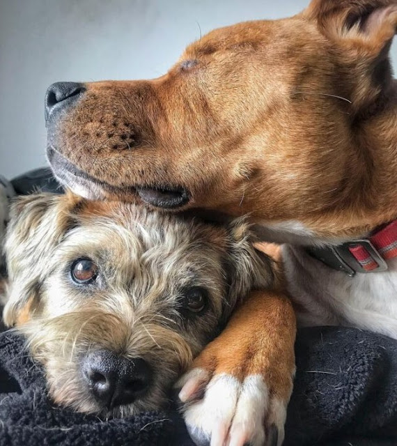 Blind Staffie Finds A Guide In His Forever Friend – Animal Blog