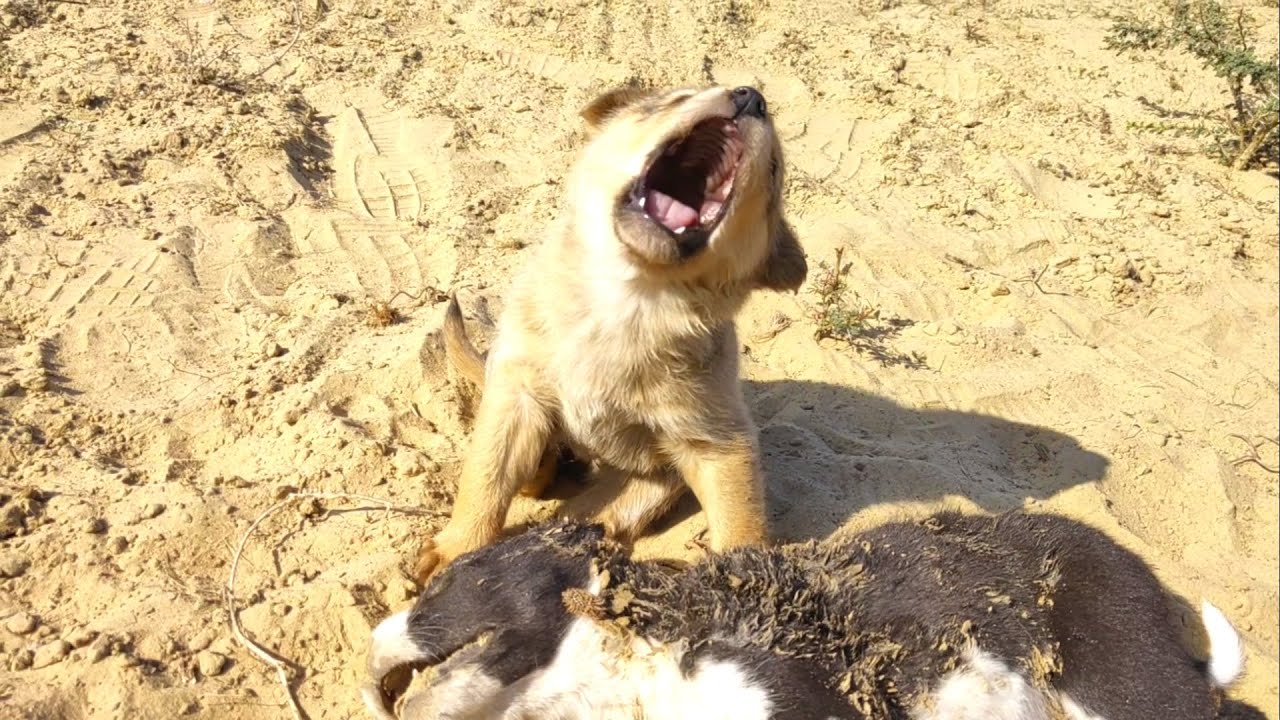 The poor dog decided to stay with his dead brother and refused to leave, it was in excruciating pain