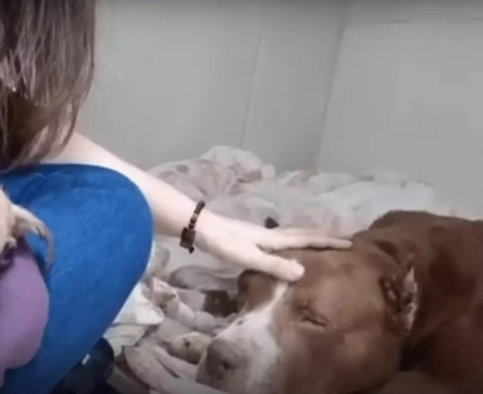 Abused dog looked up as if to say “even if I can’t do it, thanks for the affection” - Juligal