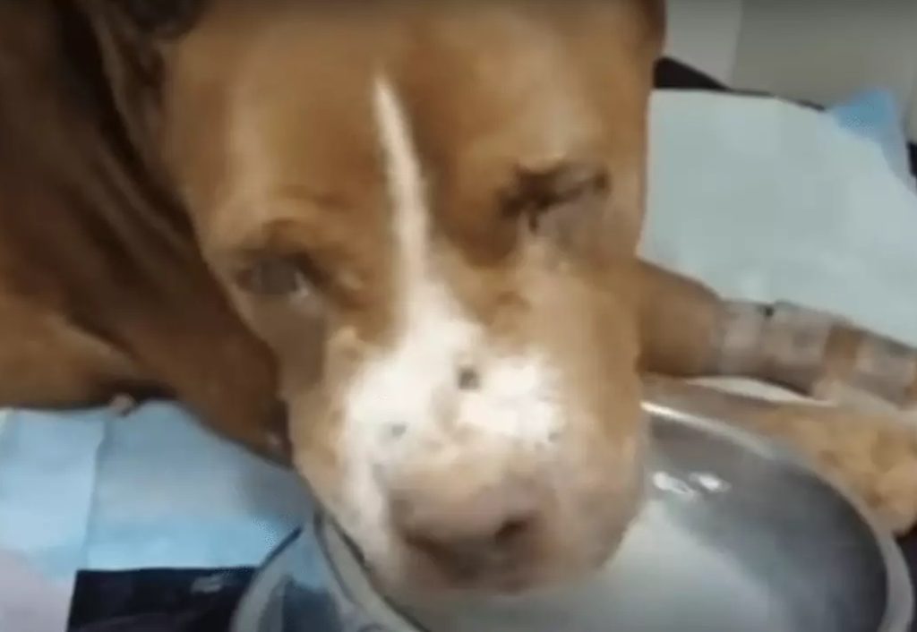 Abused dog looked up as if to say “even if I can’t do it, thanks for the affection” - Juligal