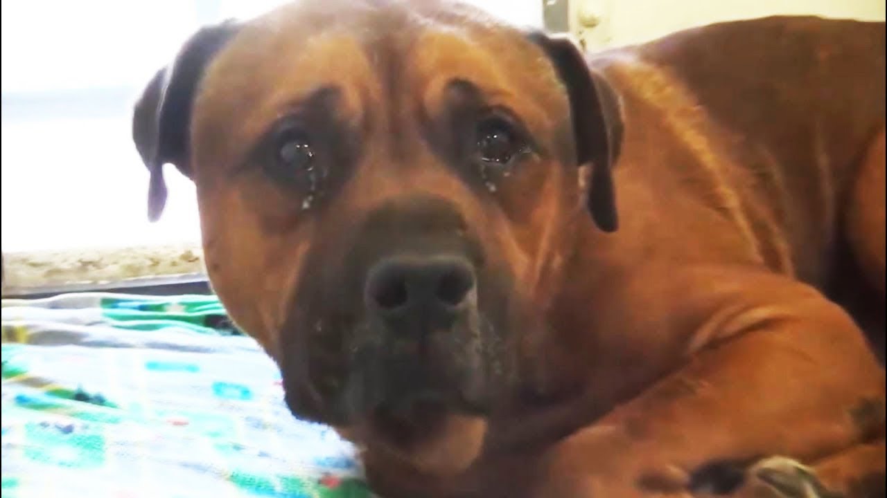 Devoted Dog Couldn’t Stop Crying at the Shelter after Being Abandoned by Owner