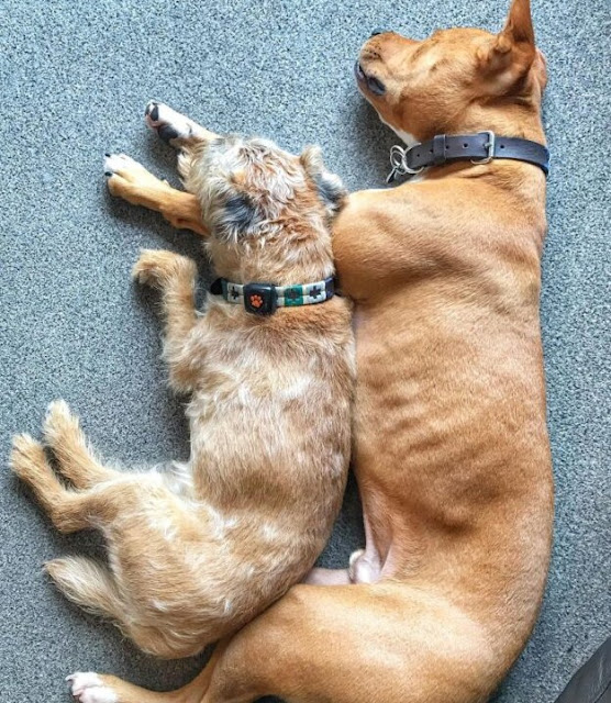 Blind Staffie Finds A Guide In His Forever Friend – Animal Blog