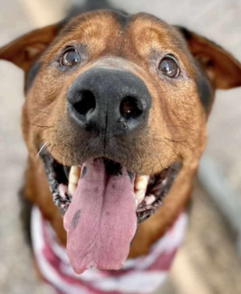 Brown dog smiles for the camera.