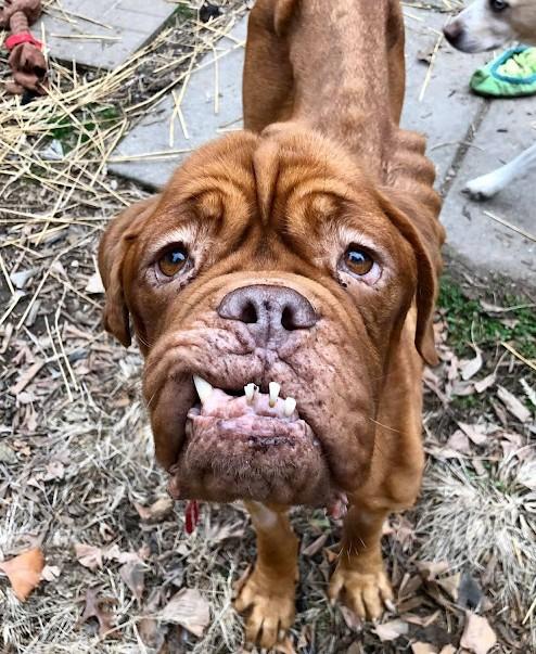 French Mastiff With Terminal Cancer Finally Finds A Loving Home To Spend The Rest Of Her Days - Puppies Love