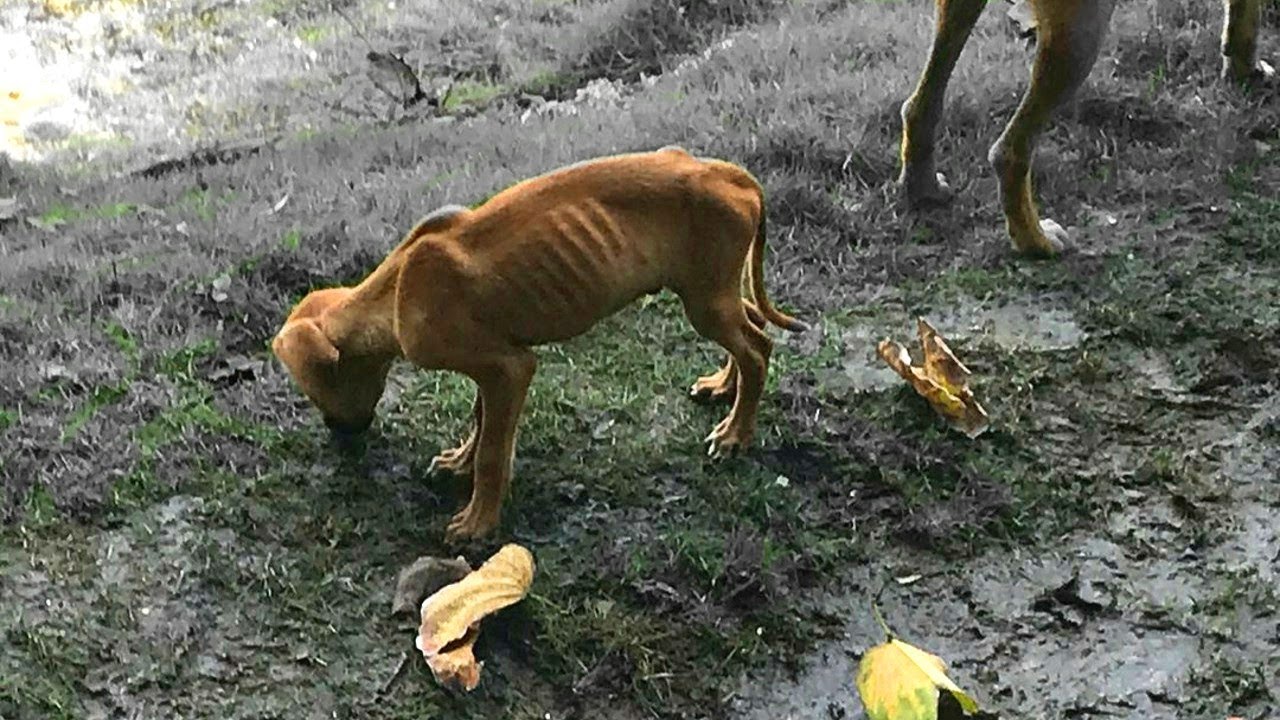 Rescued a dog chained for 19 years, depressed and sad to the point of pity