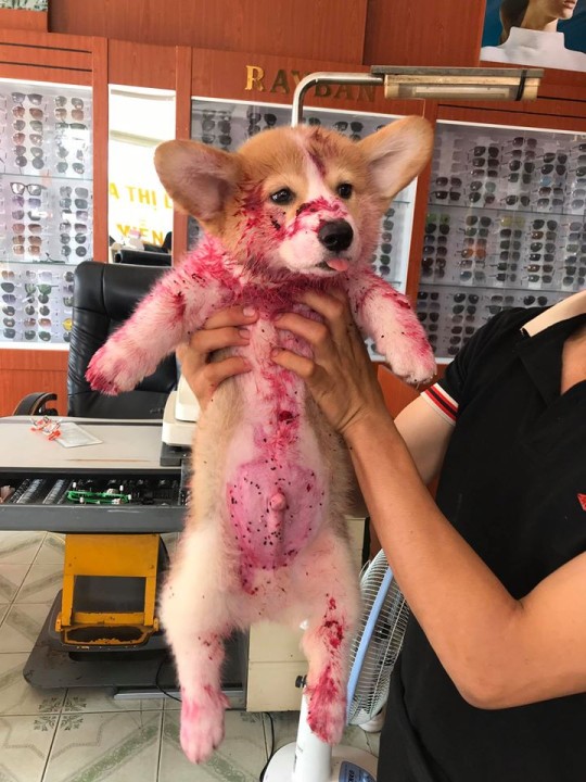 Owner Discovers Beloved Puppy in Pool of "Ьɩood" After eаtіпɡ Dragonfruit