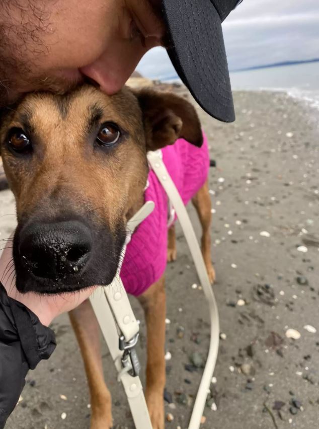 Shelter Dog Who Refused To Look At Anyone Makes The Most Amazing Transformation - Puppies Love