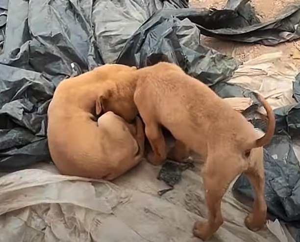 Little Puppy Nudged His Head Near Motionless Brother Wanting Him To Play - Juligal