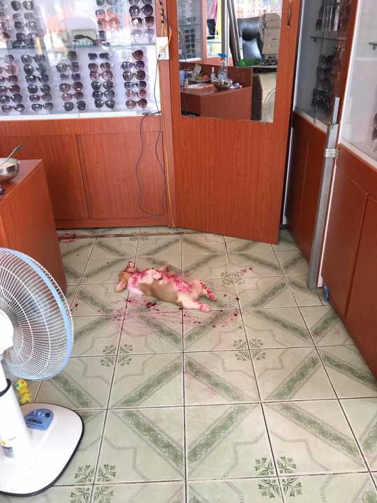 Owner Discovers Beloved Puppy in Pool of "Ьɩood" After eаtіпɡ Dragonfruit