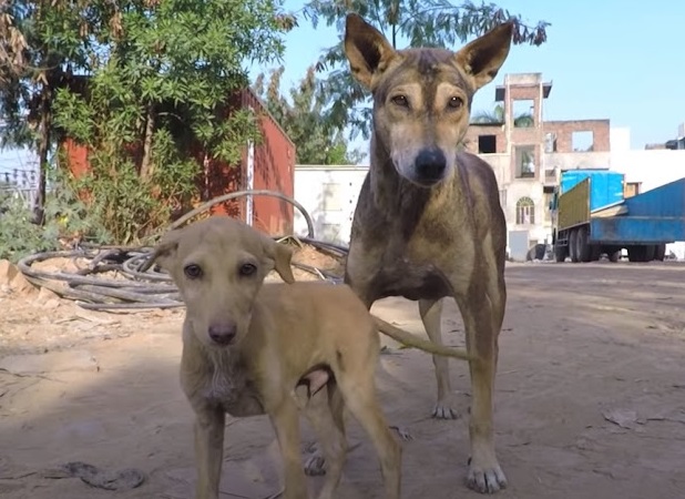 Little Puppy Nudged His Head Near Motionless Brother Wanting Him To Play - Juligal