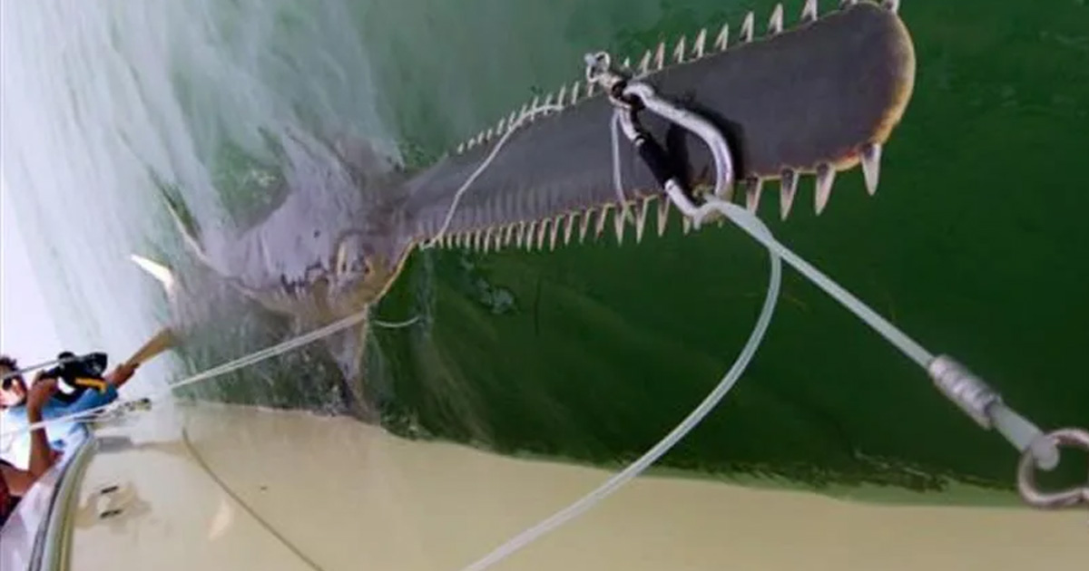 Locals in Florida were shocked when a 30-foot-long, rare fish known as a "saw saw" was caught there.