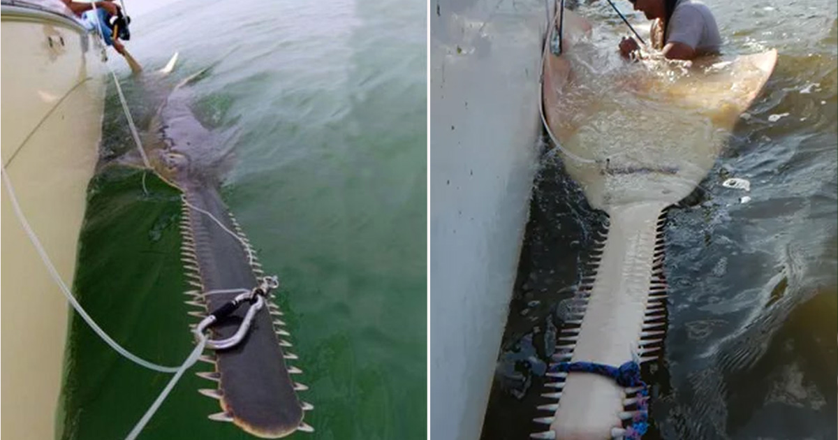 Locals in Florida were shocked when a 30-foot-long, rare fish known as a "saw saw" was caught there.