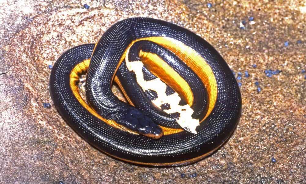 First time in 30 years that a highly poisonous sea snake has washed up on Californian shores - archeology and animals Blog