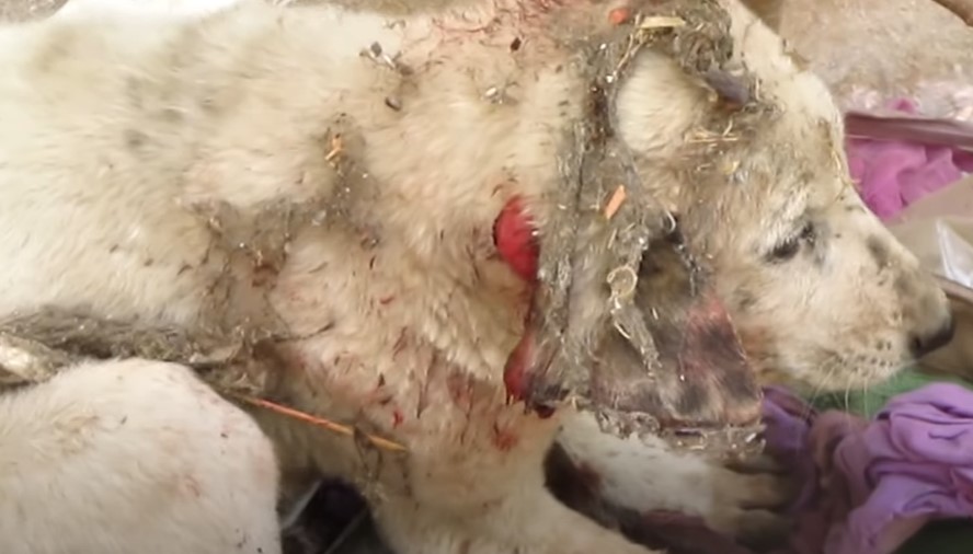 A puppy is saved with a torn ear after it screams in pain.