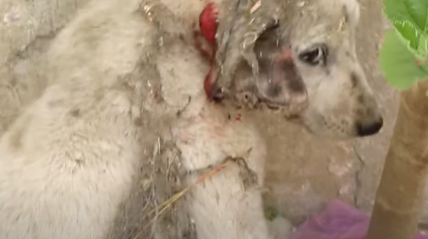 A puppy is saved with a torn ear after it screams in pain.