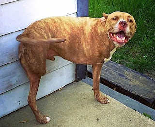 Dog gets Shot and Loses both of its right limbs due to the fact that he is a Pitbull