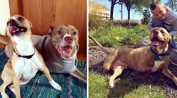 Dog gets Shot and Loses both of its right limbs due to the fact that he is a Pitbull