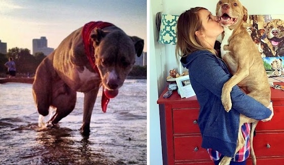 Dog gets Shot and Loses both of its right limbs due to the fact that he is a Pitbull