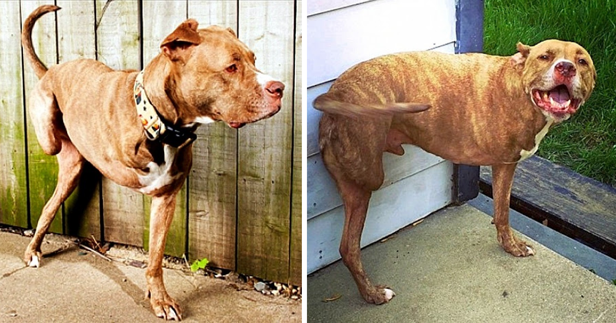 Dog gets Shot and Loses both of its right limbs due to the fact that he is a Pitbull