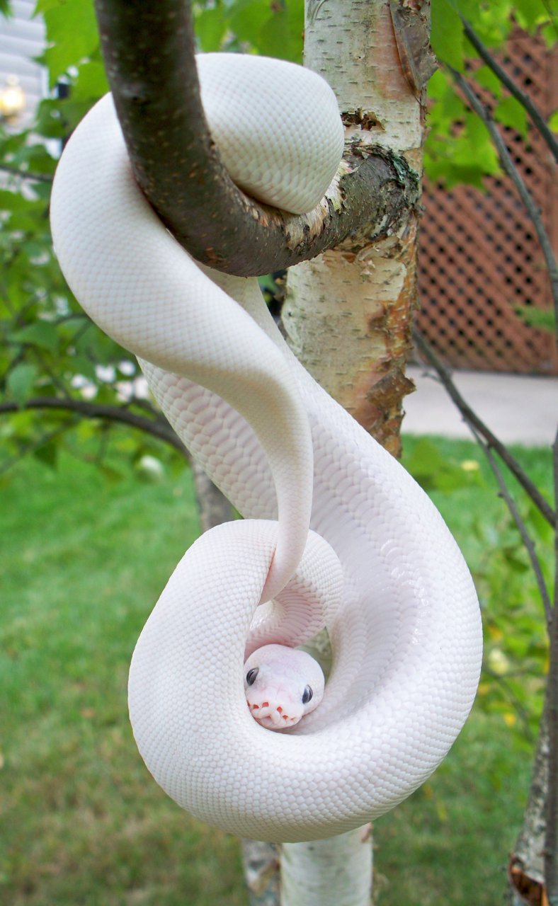 You'll Be Astounded By These 16 Uncommon Albinos Animals - archeology and animals Blog