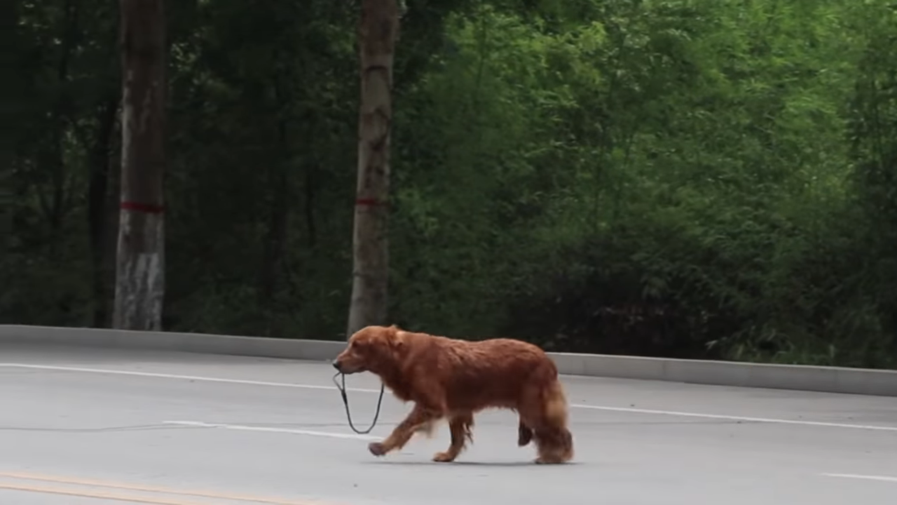 Abandoned Dog Bites Leash in Tears, Hit By Car, Just To Cross The Road To Seek Owner