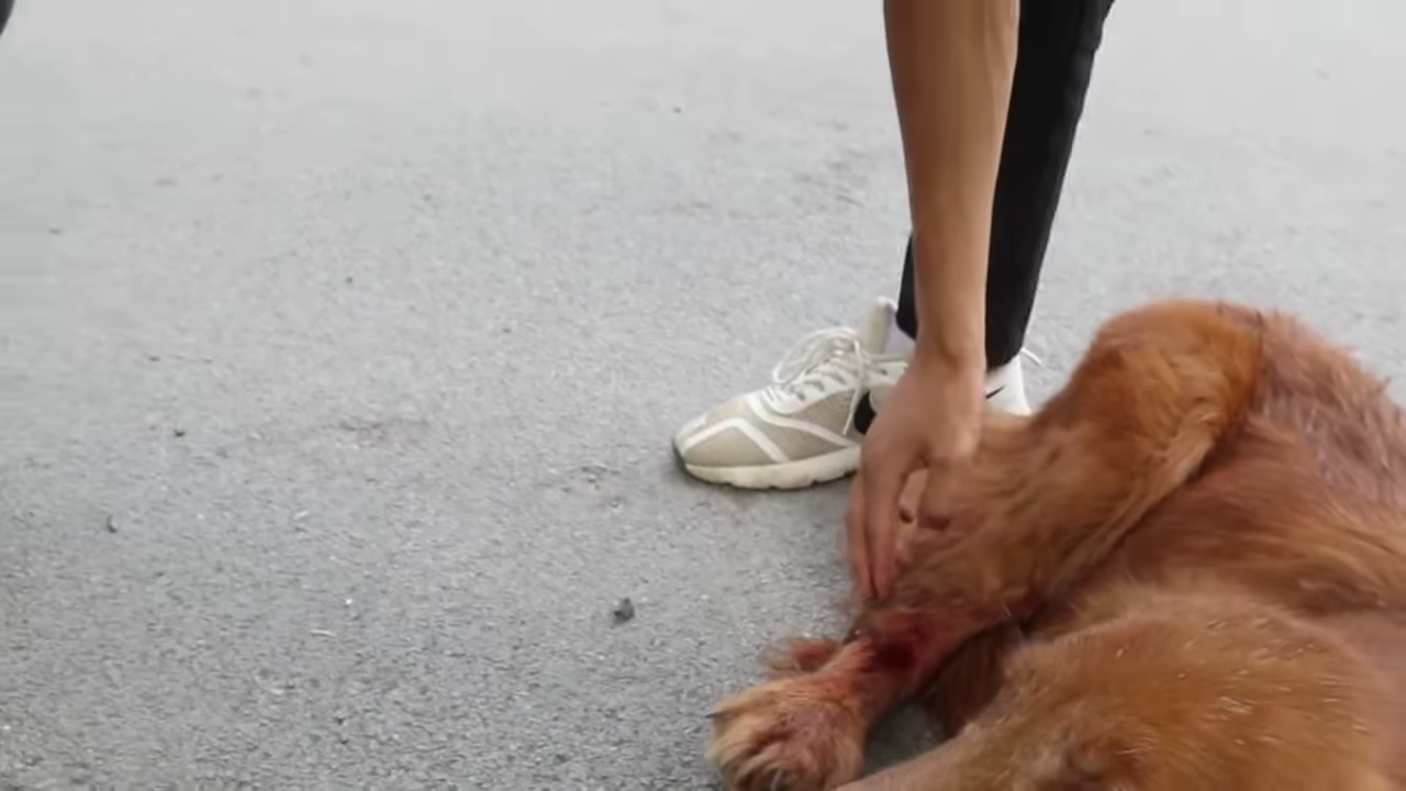 Abandoned Dog Bites Leash in Tears, Hit By Car, Just To Cross The Road To Seek Owner