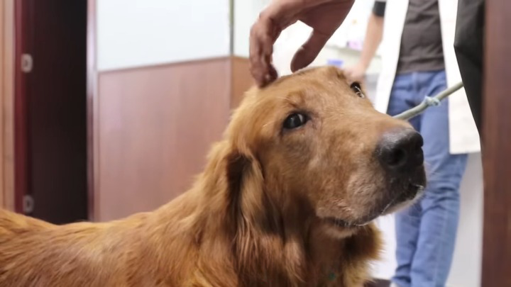 Abandoned Dog Bites Leash in Tears, Hit By Car, Just To Cross The Road To Seek Owner