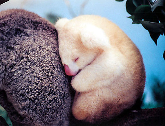 You'll Be Astounded By These 16 Uncommon Albinos Animals - archeology and animals Blog