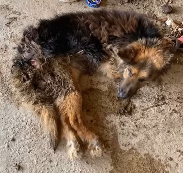 They Abandoned This Dog After he got sick they left him alone at the Building site with 2 legs Paralyzed