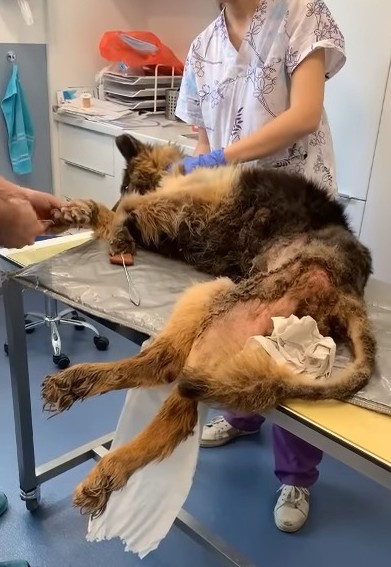 They Abandoned This Dog After he got sick they left him alone at the Building site with 2 legs Paralyzed