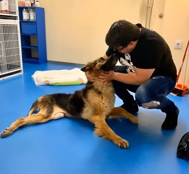 They Abandoned This Dog After he got sick they left him alone at the Building site with 2 legs Paralyzed