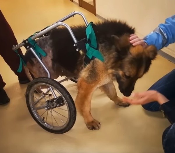 They Abandoned This Dog After he got sick they left him alone at the Building site with 2 legs Paralyzed