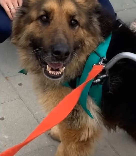 They Abandoned This Dog After he got sick they left him alone at the Building site with 2 legs Paralyzed